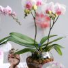Lan Hồ Điệp Trong Nước