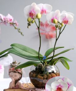 Lan Hồ Điệp Trong Nước