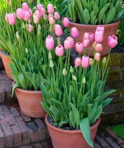 chau hoa tulip hong