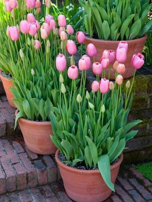 chau hoa tulip hong