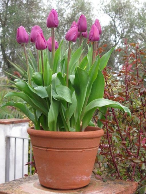 chau hoa tulip tim
