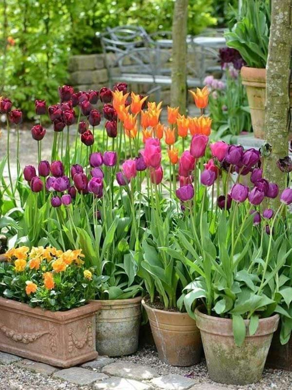 chau hoa tulip