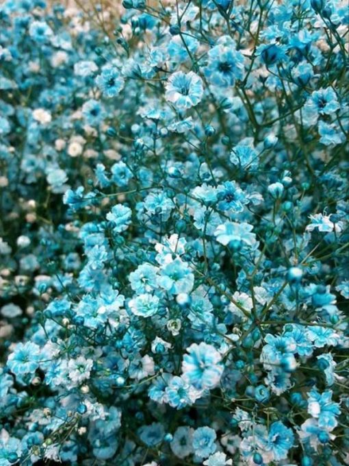hoa baby xanh duong