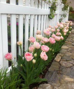hoa tulip hong