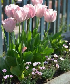 hoa tulip hong nhat