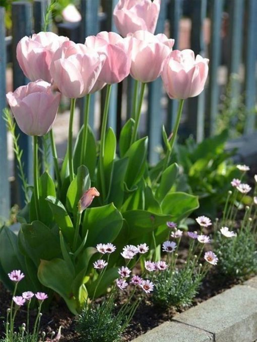 hoa tulip hong nhat