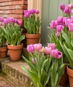 hoa tulip hong trong chau