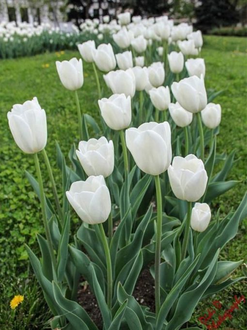 hoa tulip mau trang