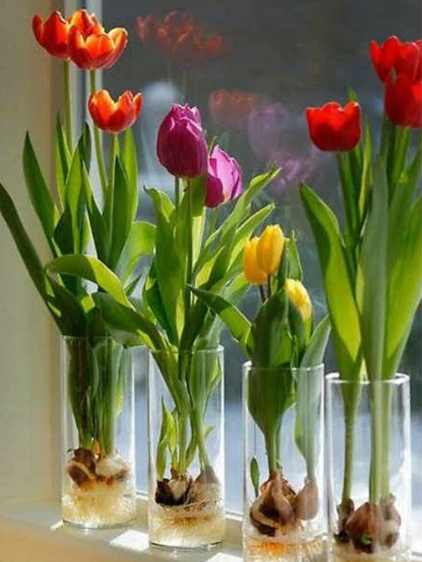 hoa tulip trong nuoc