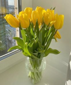 hoa tulip vang