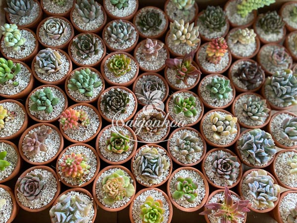 Cặp Chậu Hoa Lan Dendro Quà Tặng 21 sen da chau mini 3