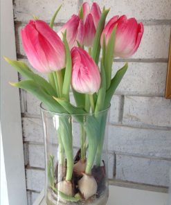tulip hong trong chau thuy tinh