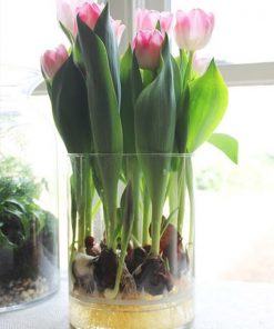tulip trong chau thuy tinh