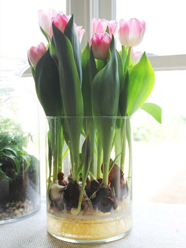 tulip trong chau thuy tinh