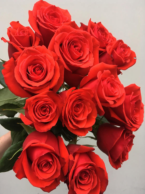 Hoa hồng cam Nina Rose