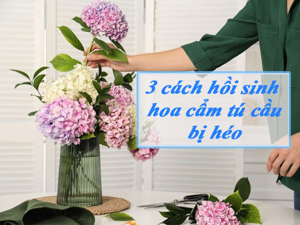 3 cách hồi sinh hoa cẩm tú cầu bị héo 2 3 cach hoi sinh hoa cam tu cau bi heo