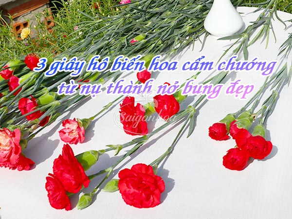 3 giay xu ly nu hoa cam chuong no dep