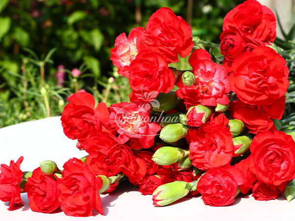  3 giây hô biến nụ hoa cẩm chướng nở bung đẹp