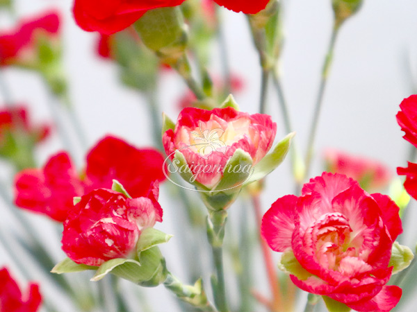 nụ hoa cẩm chướng nở bung đẹp