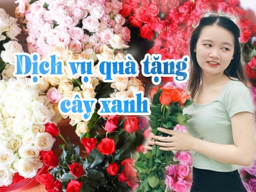 dich vu qua tang cay xanh