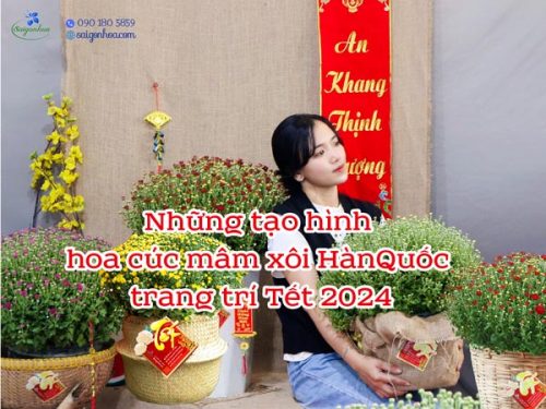 nhung tao hinh cuc mam xoi han quoc