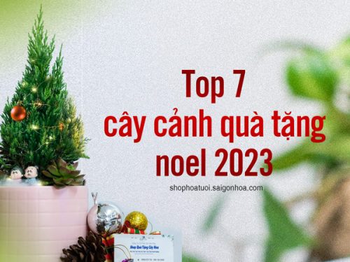 top 7 cay qua tang noel