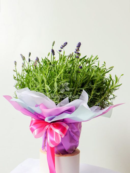 hoa lavender goi