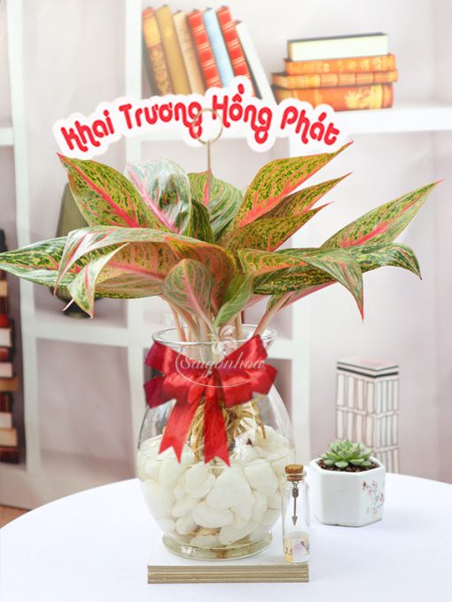 cay thinh vuong trong nuoc qua tang 1