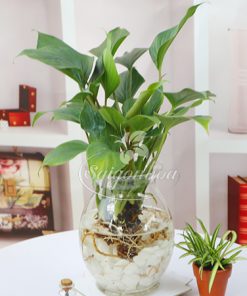 cong dung cay thanh tam