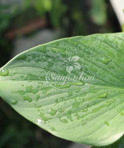 dac diem thanh tam trong nuoc qua tang