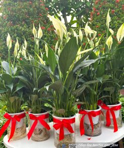 lan y trong nuoc qua tang 4