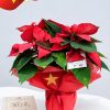 Hoa Trạng Nguyên Đỏ Quà Tặng