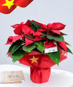 Hoa Trạng Nguyên Đỏ Quà Tặng