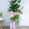 Chậu Cây Mật Cật Quà Tặng