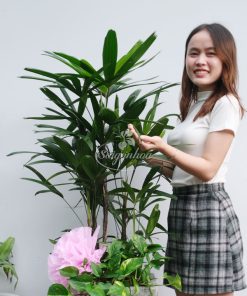 cong dung chau cay mat cat qua tang 1