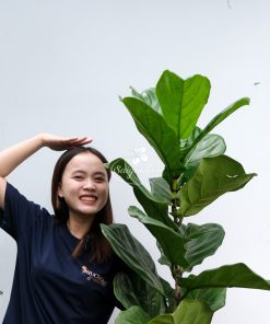 dac diem chau cay bang co dien ket hop hien dai