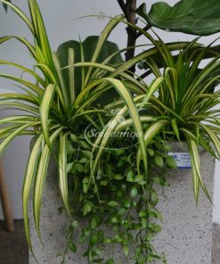 dac diem chau cay bang sing hien dai 1