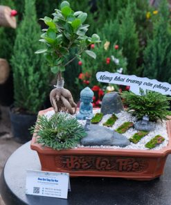 chau si bonsai mini