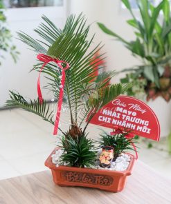 Alternative view of Chậu Tiểu Cảnh Vạn Tuế Quà Tặng