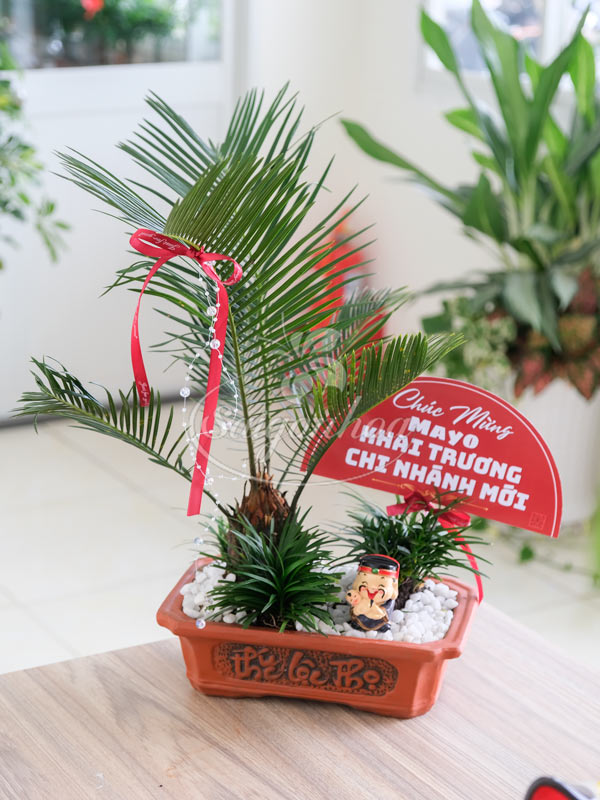 Chậu Tiểu Cảnh Vạn Tuế Quà Tặng 2 Chậu Tiểu Cảnh Vạn Tuế Quà Tặng - Ảnh 2