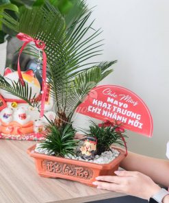 Chậu Tiểu Cảnh Vạn Tuế Quà Tặng 8 chau van tue khai truong 3