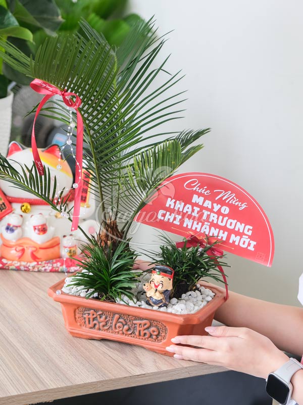 Chậu Tiểu Cảnh Vạn Tuế Quà Tặng 3 Chậu Tiểu Cảnh Vạn Tuế Quà Tặng - Ảnh 3