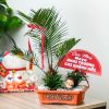 Chậu Tiểu Cảnh Vạn Tuế Quà Tặng
