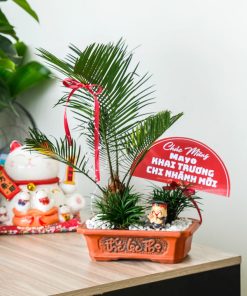 Trang Chủ 53 Chậu Tiểu Cảnh Vạn Tuế Quà Tặng