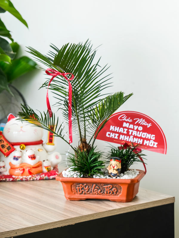 Chậu Tiểu Cảnh Vạn Tuế Quà Tặng 1 Chậu Tiểu Cảnh Vạn Tuế Quà Tặng