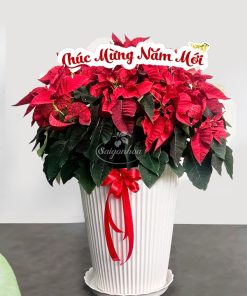 chau hoa trang nguyen size dai qua tang 1