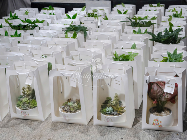 Cặp Chậu Hoa Lan Dendro Quà Tặng 36 set tui cay qua tang xanh 3