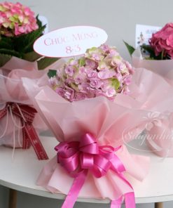 cam tu cau ha lan qua tang 2