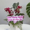 Chậu Hoa Lan Hồ Điệp Mini Chúc Mừng
