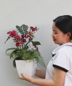 chau hoa lan ho diep mini chuc mung 2